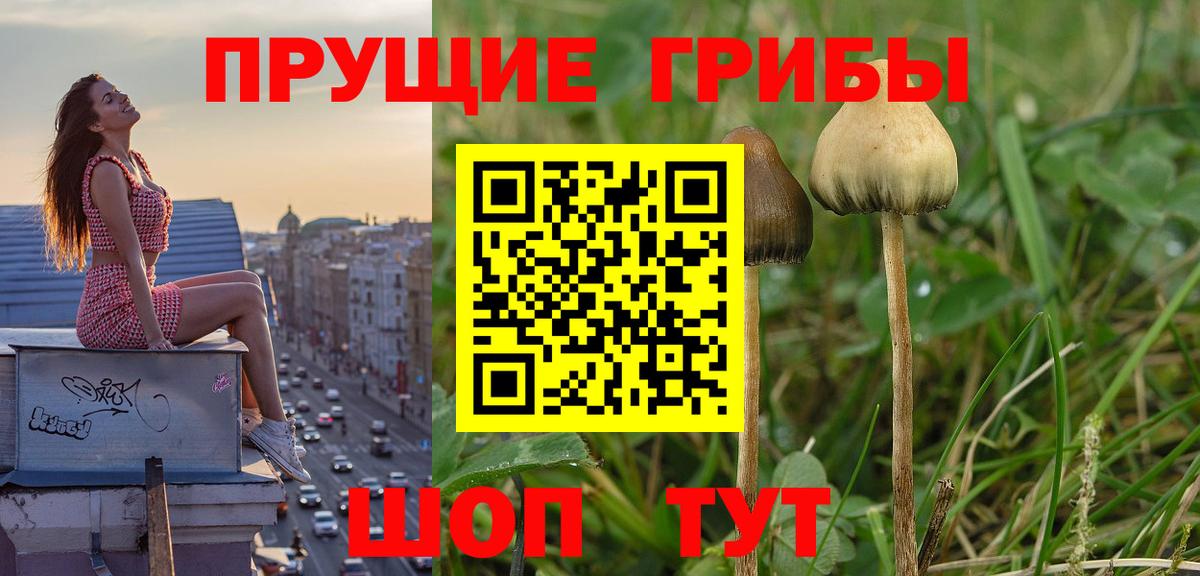 Псилоцибиновые грибы MAGIC MUSHROOMS  Вход с VPN  Кувандык  Галлюциногенные грибы прущие грибы 
